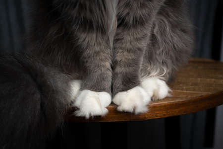detail shot of gray cats white fluffy paws sitting on wooden tableの写真素材
