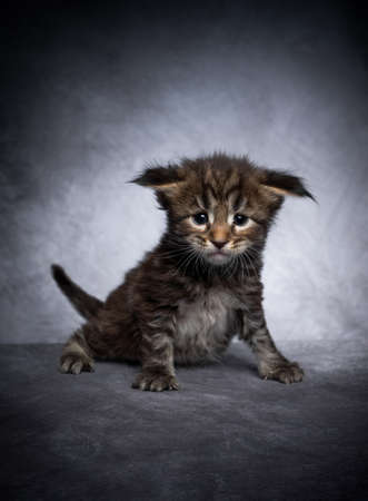 cute 4 week old maine coon kitten sitting on gray concrete studio background with copy space looking at cameraの写真素材