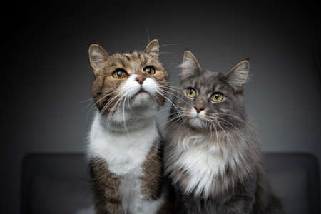 portrait of two cats of different breeds sitting side by side looking curiouslyの写真素材