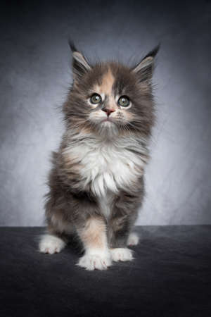 cute calico maine coon kitten standing looking at camera curiously on gray backgroundの写真素材