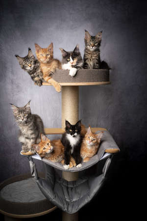 Group photo of 8 different colored maine coon kittens together on scratching post looking at cameraの写真素材