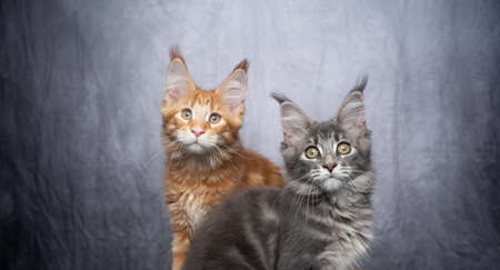 two different colored maine coon kittens side by side on gray concrete background with copy spaceの写真素材