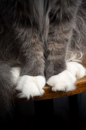 detail shot of gray cats white fluffy paws sitting on wooden tableの写真素材