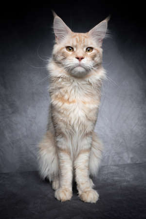 slim and skinny cream tabby maine coon kitten sitting on gray concrete style studio backgroundの写真素材