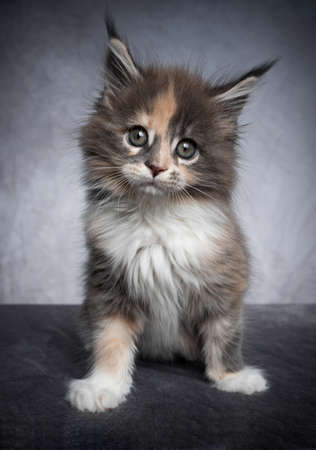 cute calico maine coon kitten studio portrait on gray concrete backgroundの写真素材
