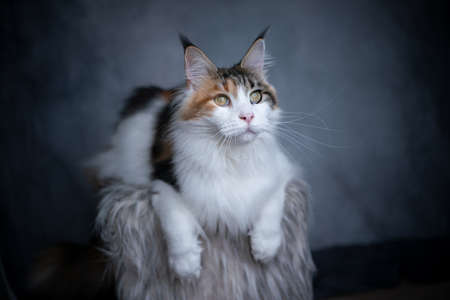 fluffy white calico maine coon cat resting on gray fur on gray studio backgroundの写真素材