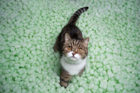tabby white cat standing amid green organic packaging chips made out of corn starch looking upの写真素材