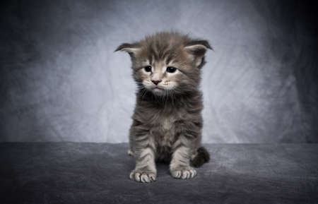 cute 4 week old maine coon kitten sitting on gray concrete studio background with copy space looking at cameraの写真素材