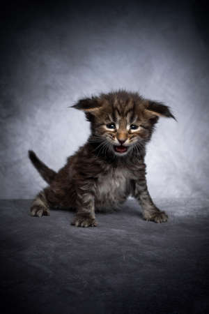 cute 4 week old maine coon kitten sitting on gray concrete studio background with copy space looking at cameraの写真素材