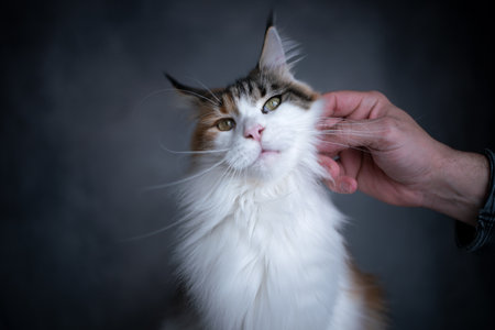 male hand stroking head of white calico maine coon cat on gray concrete background with copy spaceの写真素材