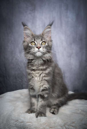curious gray tabby maine coon kitten sitting on white fur looking at camera on gray concrete backgroundの写真素材