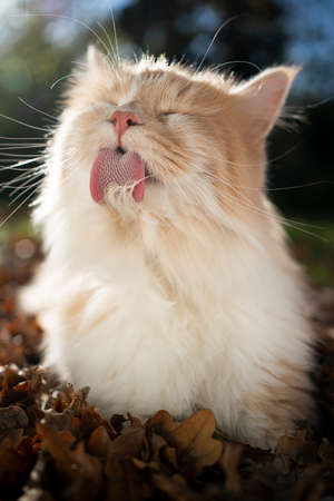 cream colored beige white maine coon cat licking grooming fur outdoors amid autumn leaves in sunlightの写真素材