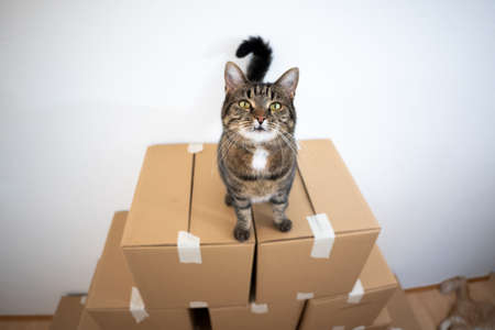 tabby shorthair cat standing on top of stacked cardboard boxes looking at camera curiouslyの写真素材