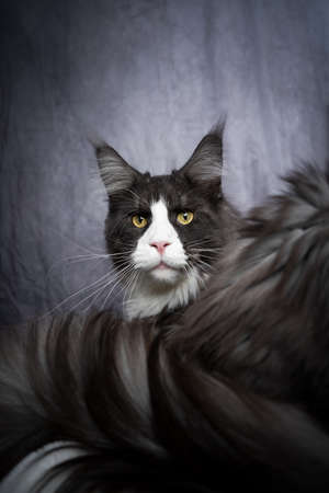 fluffy tuxedo maine coon cat portrait with copy spaceの写真素材