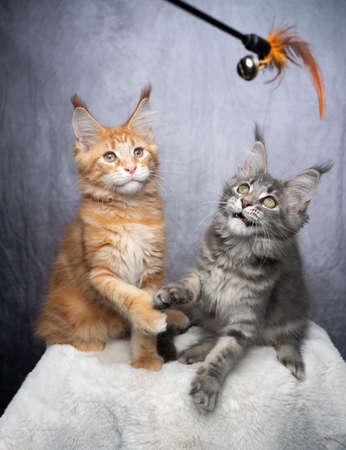 two different colored maine coon kittens playing together with feather toy on gray concrete style backgroundの写真素材