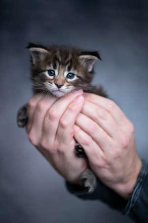 male hands holding 2 week old maine coon kitten with blue eyesの写真素材