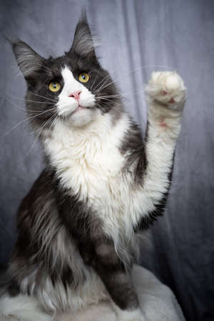 tuxedo maine coon cat playing raising paw on gray studio backgroundの写真素材