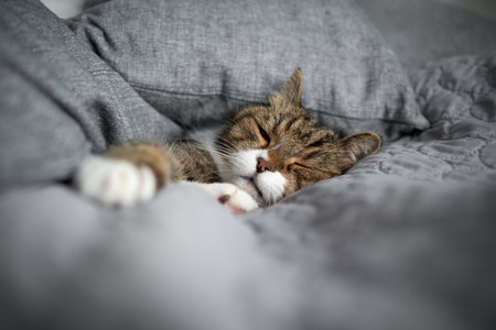 tabby white cat sleeping covered with gray cushions and copy spaceの写真素材