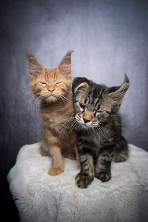two different colored maine coon kittens sitting side by side shaking making funny face on gray background with copy spaceの写真素材