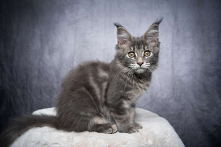 cute blue tabby maine coon kitten sitting sideways on white fur looking at camera curiously on gray concrete style background with copy spaceの写真素材