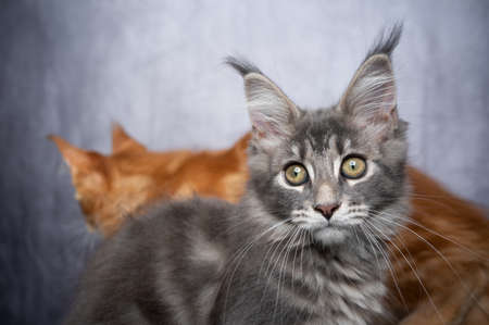 cute maine coon kitten portrait with copy space and another cat walking in the backの写真素材