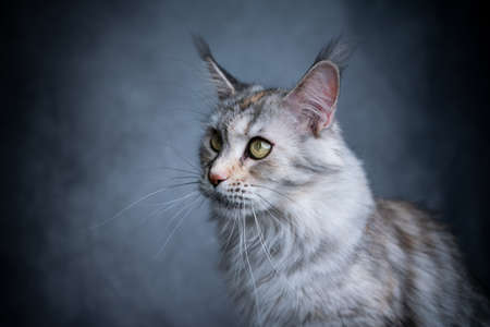 beautiful maine coon cat portrait on gray concrete background with copy spaceの写真素材
