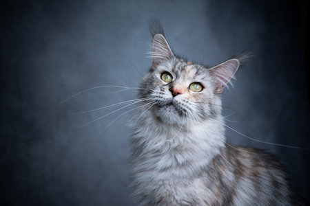 beautiful maine coon cat portrait on gray concrete background with copy spaceの写真素材