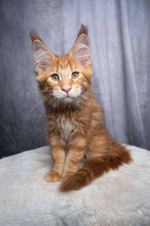 cute orange tabby ginger maine coon kitten sitting on white fur looking at camera on gray concrete style backgroundの写真素材