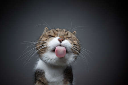 tabby white cat licking glass table sticking out tongue making funny face with copy spaceの写真素材