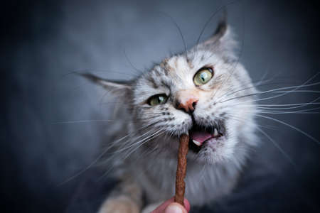 hand feeding maine maine coon cat that makes funny face with snack stickの写真素材