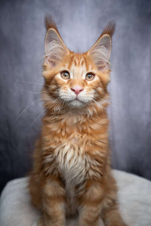 cute 12 week old orange tabby ginger maine coon kitten portrait on gray backgroundの写真素材