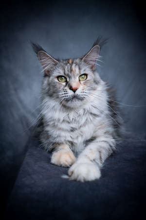 beautiful maine coon cat resting lying on front looking at cameraの写真素材