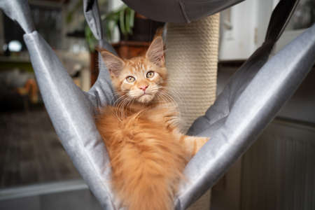 cute orange tabby ginger maine coon kitten resting in hammock of a scratching postの写真素材