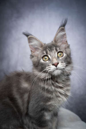 cute blue tabby maine coon kitten sitting sideways on white fur looking at camera curiously on gray concrete style background with copy spaceの写真素材