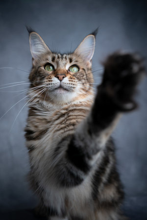 tabby maine coon cat playing raising paw reaching camera on gray concrete backgroundの写真素材