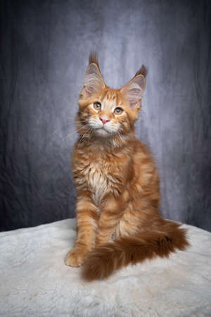 cute orange tabby ginger maine coon kitten sitting on white fur looking at camera on gray concrete style backgroundの写真素材