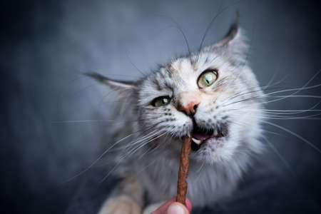 hand feeding maine maine coon cat that makes funny face with snack stickの写真素材