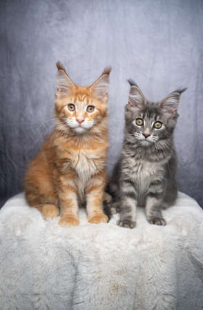 two different colored maine coon kittens sitting on white fur side by side looking at cameraの写真素材