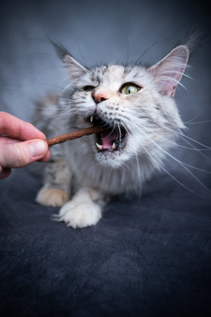 hand feeding maine maine coon cat that makes funny face with snack stickの写真素材