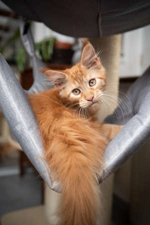 cute orange tabby ginger maine coon kitten resting in hammock of a scratching postの写真素材