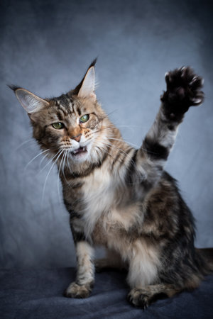 aggressive tabby maine coon cat raising paw with open mouth on gray concrete backgroundの写真素材