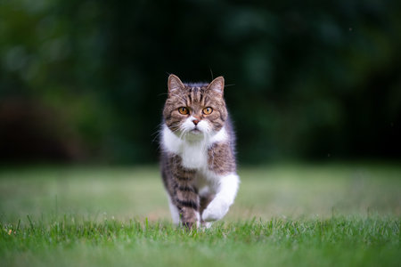 tabby white cat walking towards camera on green lawn with copy spaceの写真素材