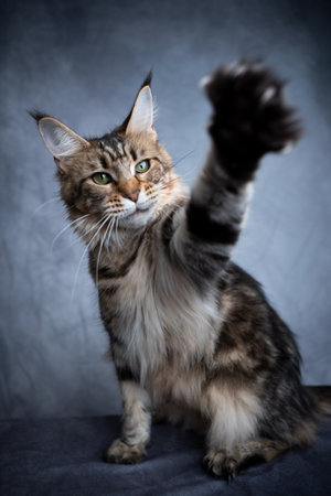 tabby maine coon cat playing raising paw reaching camera on gray concrete backgroundの写真素材
