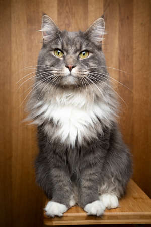 portrait of a gray white maine coon cat sitting on wooden table on wooden background with copy space looking at cameraの写真素材