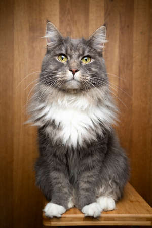 portrait of a gray white maine coon cat sitting on wooden table on wooden background with copy space looking at cameraの写真素材
