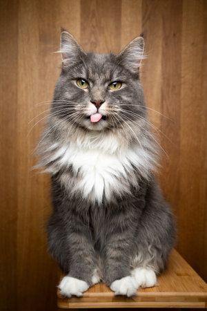 portrait of a gray white maine coon cat sitting on wooden table on wooden background with copy space looking at camera sticking out tongueの写真素材