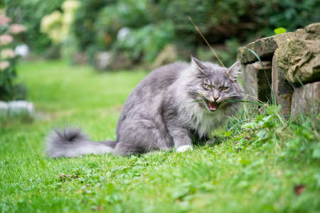 gray longhair cat eating blade of grass outdoors in the green back yardの写真素材