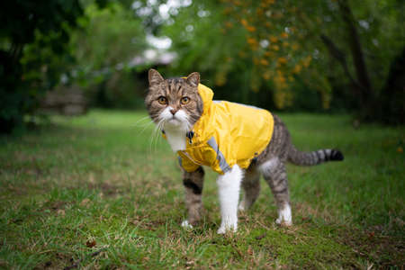 tabby white cat standing on lawn outdoors in the garden wearing a yellow rain coat looking at cameraの写真素材