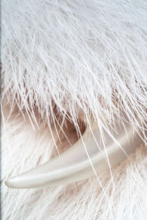 ultra macro close up detail shot of a cats clawの写真素材