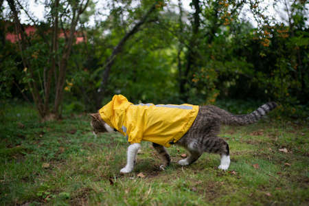 tabby white cat wearing yellow rain coat walking on grass outdoorsの写真素材